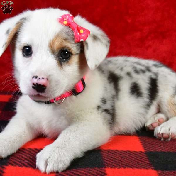 Gabriella, Pembroke Welsh Corgi Puppy