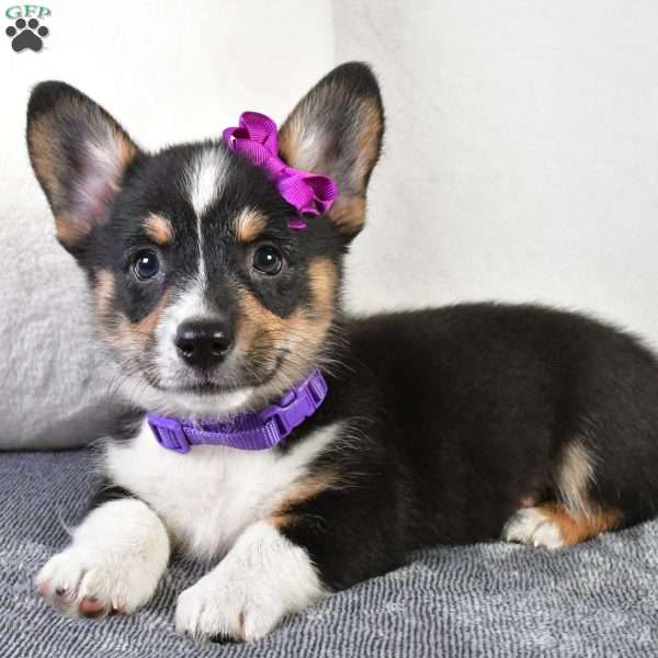 Gwen, Pembroke Welsh Corgi Puppy