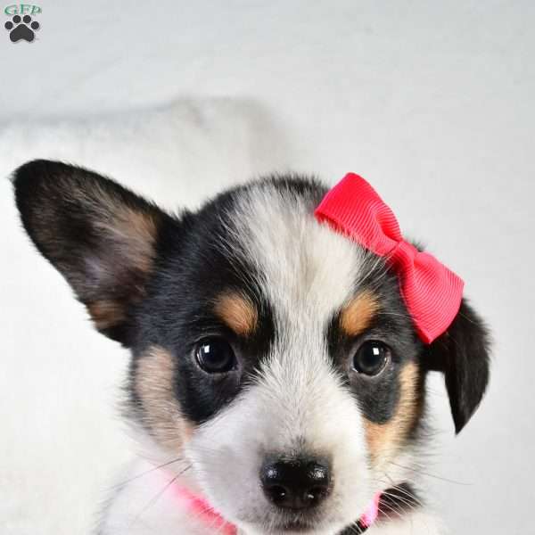 Gracie, Pembroke Welsh Corgi Puppy