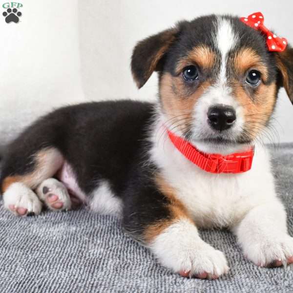 Gunner, Pembroke Welsh Corgi Puppy