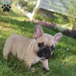 Ladybug, French Bulldog Mix Puppy