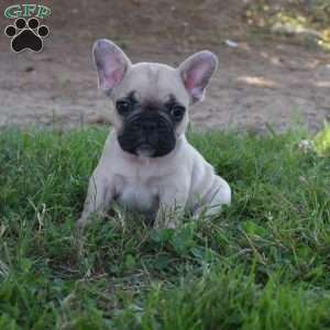 Ladybug, French Bulldog Mix Puppy