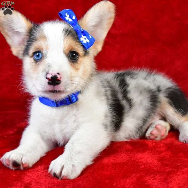 Gordon, Pembroke Welsh Corgi Puppy