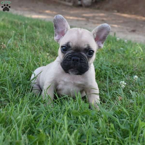 Ladybug, French Bulldog Mix Puppy