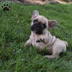 Ladybug, French Bulldog Mix Puppy