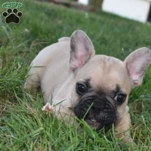 Ladybug, French Bulldog Mix Puppy