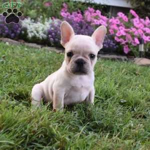 Lillian, French Bulldog Mix Puppy