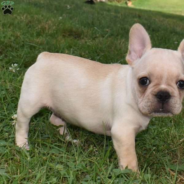 Lillian, French Bulldog Mix Puppy