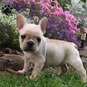 Lillian, French Bulldog Mix Puppy