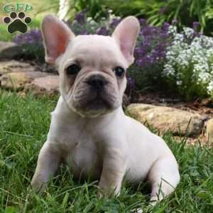 Lillian, French Bulldog Mix Puppy