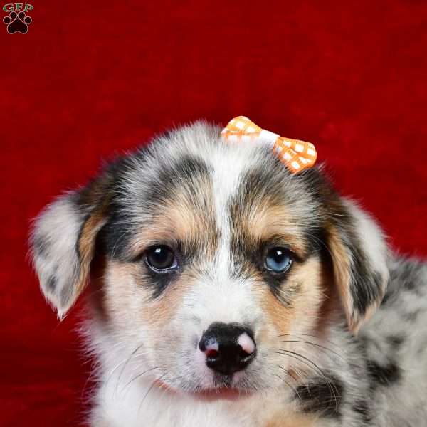 Gus, Pembroke Welsh Corgi Puppy