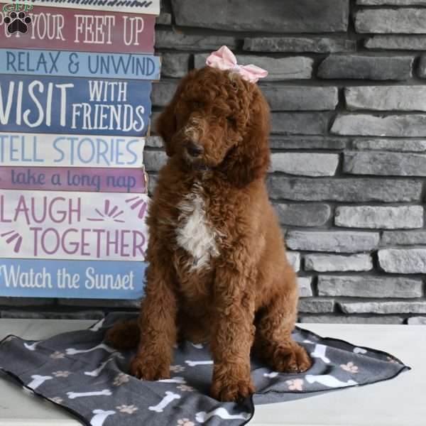 Marsha, Standard Poodle Puppy