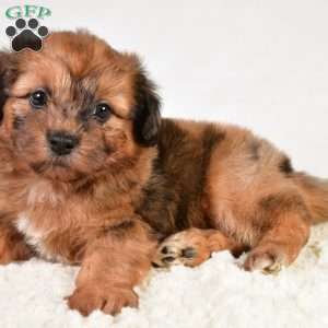 Beau, Shih-Poo Puppy