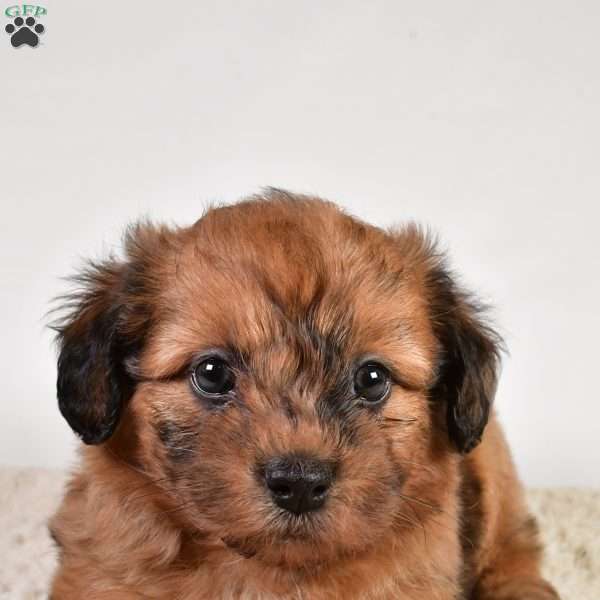 Beau, Shih-Poo Puppy