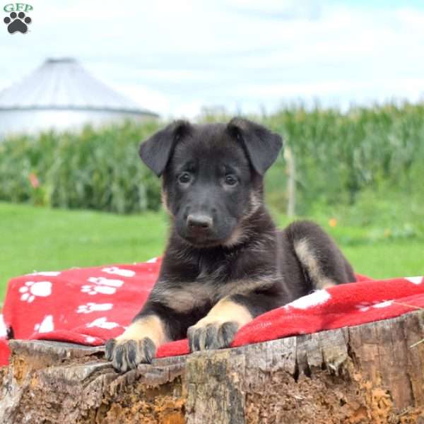 Dahlia, German Shepherd Puppy