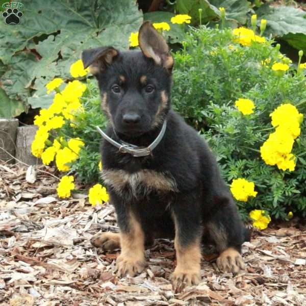 Dahlia, German Shepherd Puppy