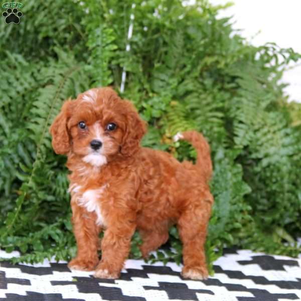 Dahlia, Cavapoo Puppy