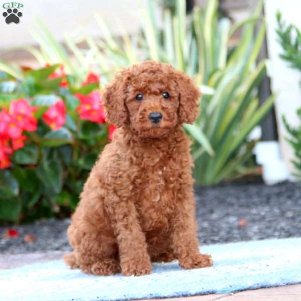 Dahlia, Miniature Poodle Puppy