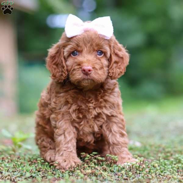 Daisy, Cockapoo Puppy