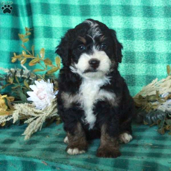 Daisy, Mini Bernedoodle Puppy