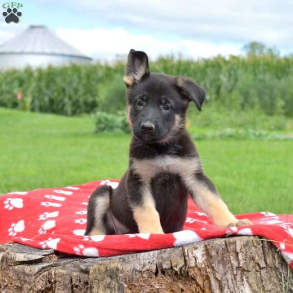 Daisy, German Shepherd Puppy