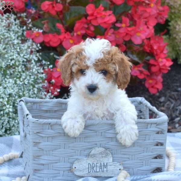 Daisy, Cavapoo Puppy