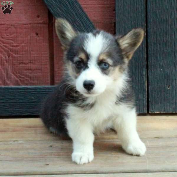 Daisy, Pembroke Welsh Corgi Puppy