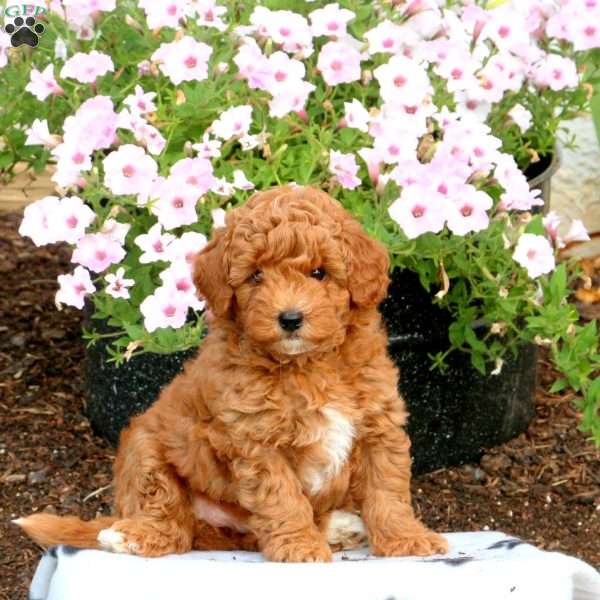 Daisy, Miniature Poodle Puppy