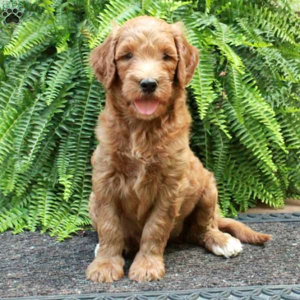 Daisy, Goldendoodle Puppy