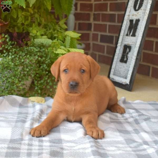 Daisy, Fox Red Labrador Retriever Puppy