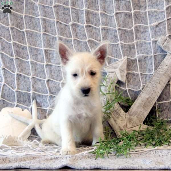 Daisy, West Highland Terrier Puppy