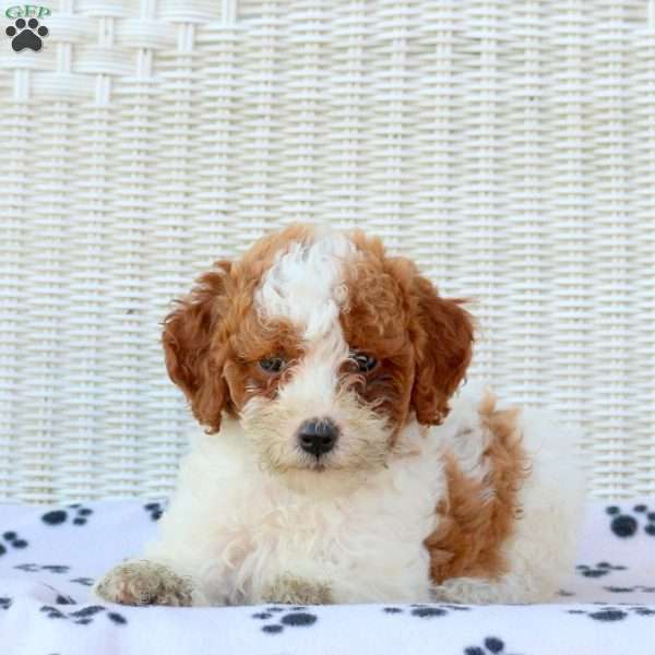 Daisy, Mini Goldendoodle Puppy