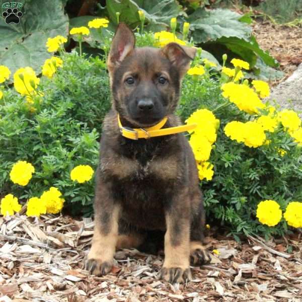 Daisy, German Shepherd Puppy