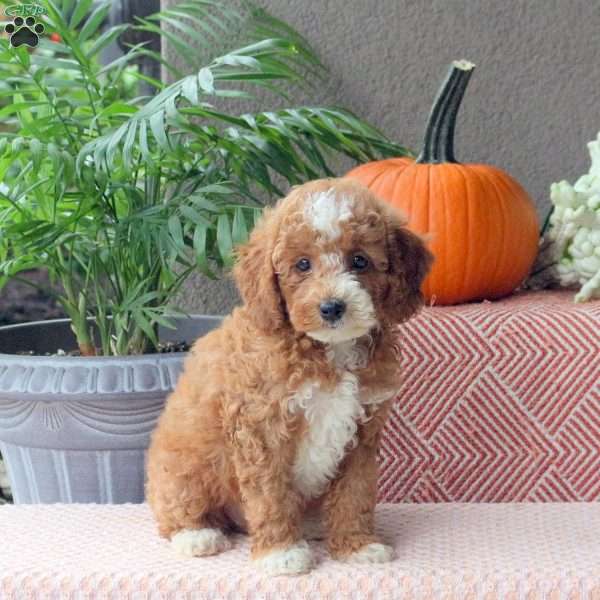 Daisy, Mini Goldendoodle Puppy