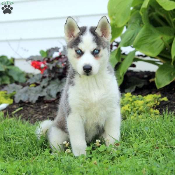 Daisy, Siberian Husky Puppy