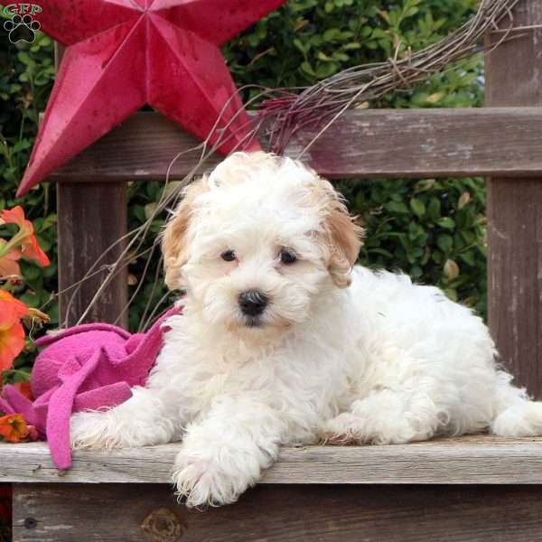 Daisy, Maltipoo Puppy