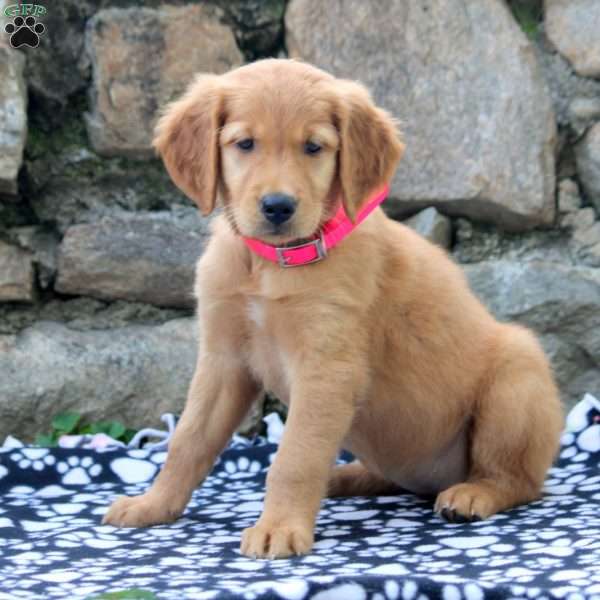 Daisy, Golden Retriever Puppy