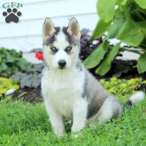 Daisy, Siberian Husky Puppy