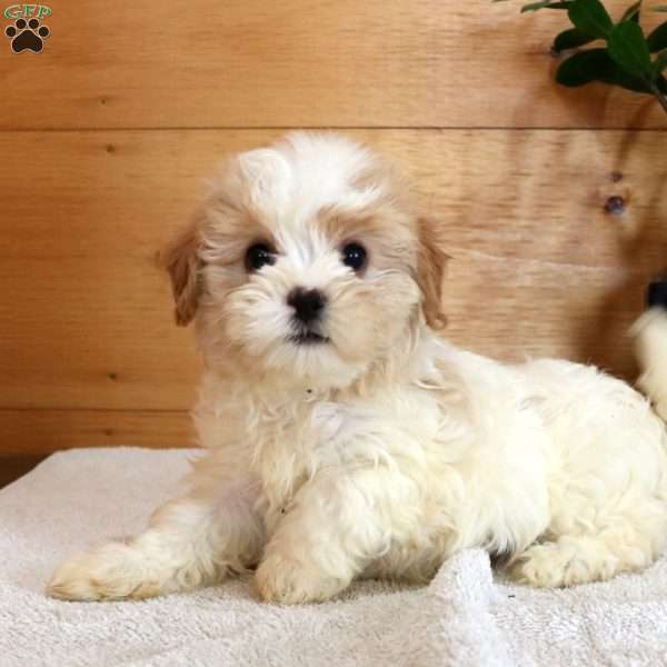 Daisy, Maltese Mix Puppy