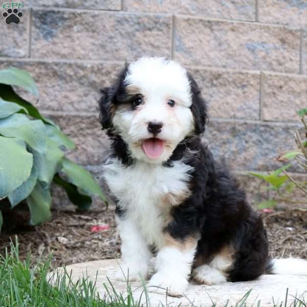 Daisy, Mini Bernedoodle Puppy