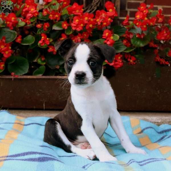 Daisy, Boston Terrier Mix Puppy