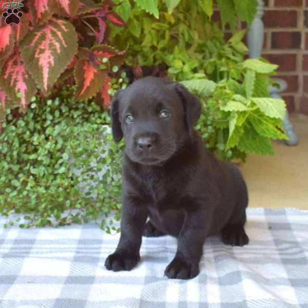 Dakota, Black Labrador Retriever Puppy