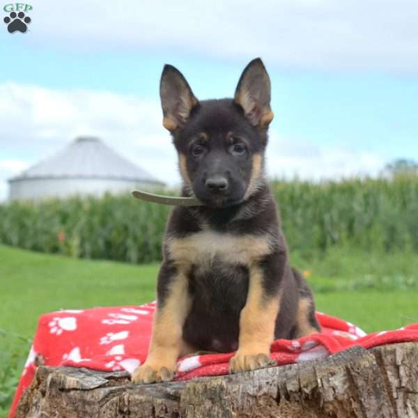 Dakota, German Shepherd Puppy