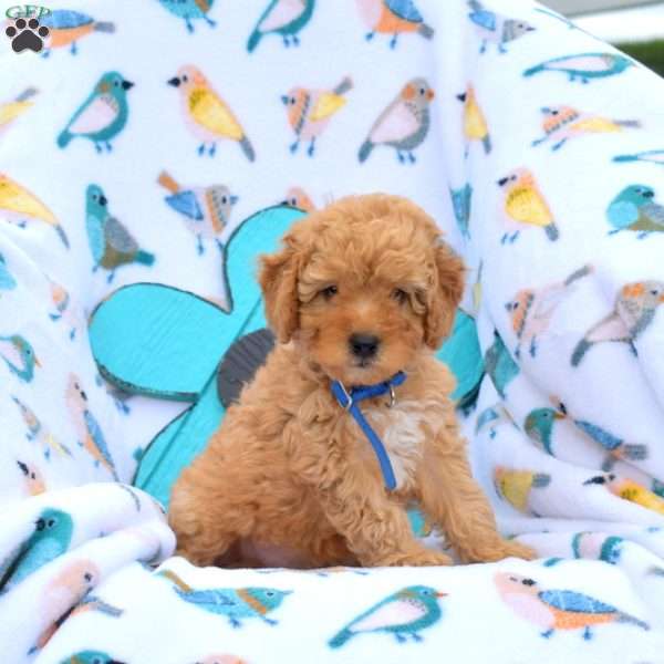 Dale, Miniature Poodle Puppy