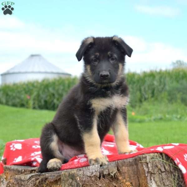 Dallas, German Shepherd Puppy