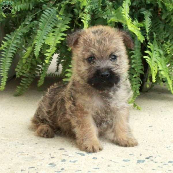 Damian, Cairn Terrier Puppy