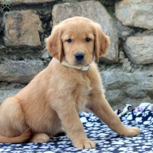 Damon, Golden Retriever Puppy