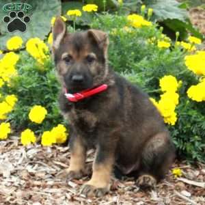 German Shepherd Puppies For Sale - Greenfield Puppies