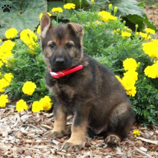 Damon, German Shepherd Puppy