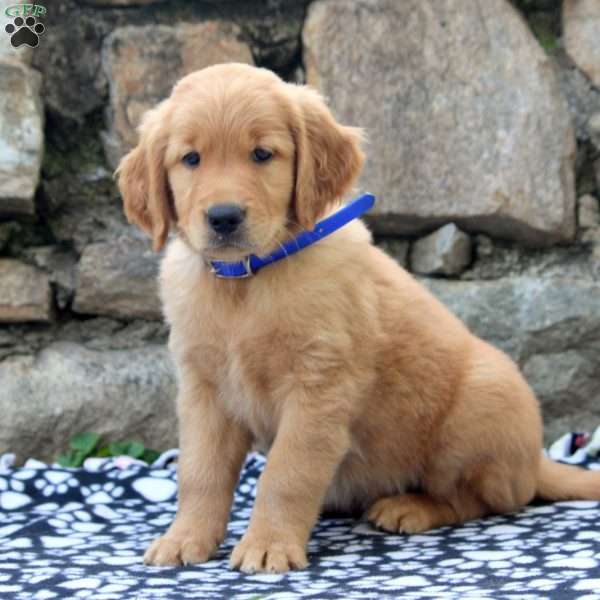 Dan, Golden Retriever Puppy